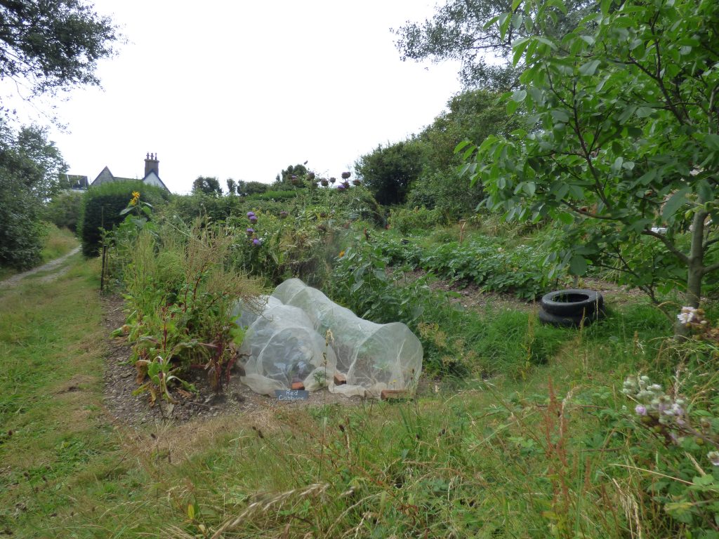 Veg plot