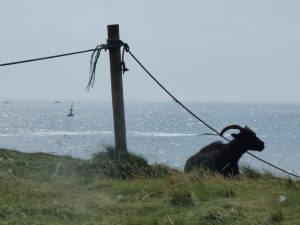 Tranquil view out to sea past an elderly Hebridean sheep