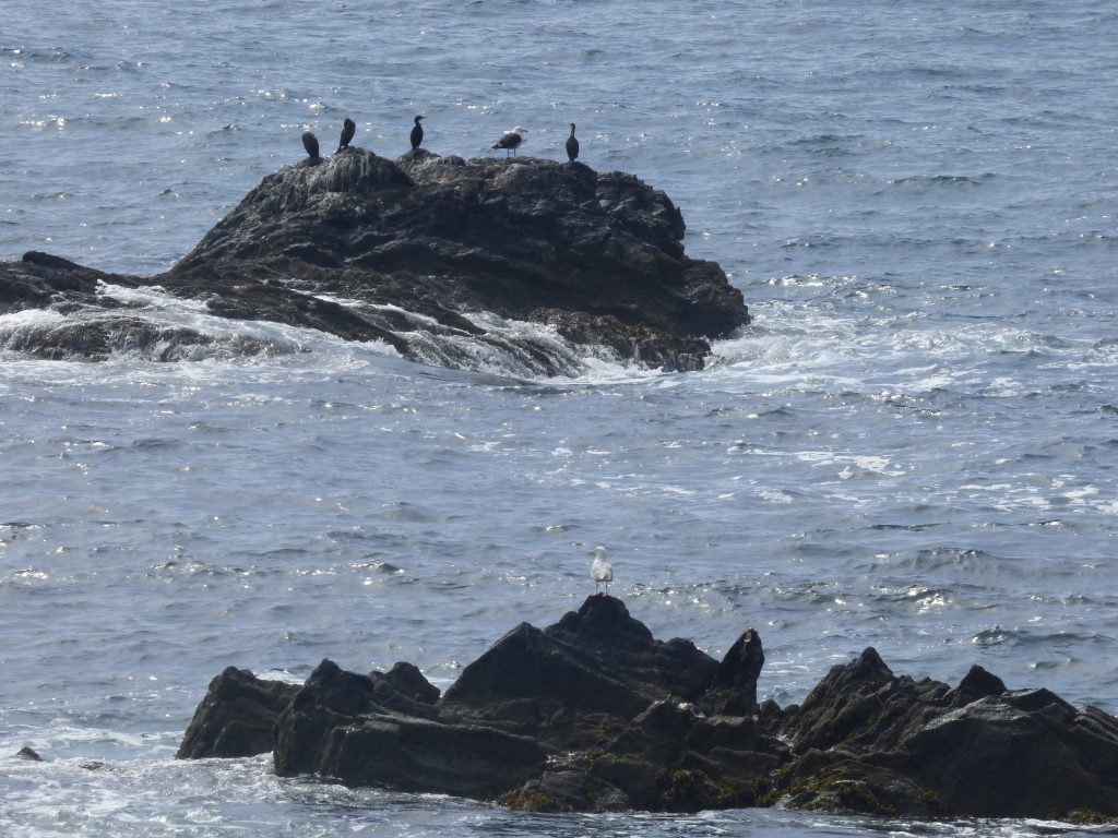 Shags and a great black-backed gull and (nearer) a herring gull looking out to sea