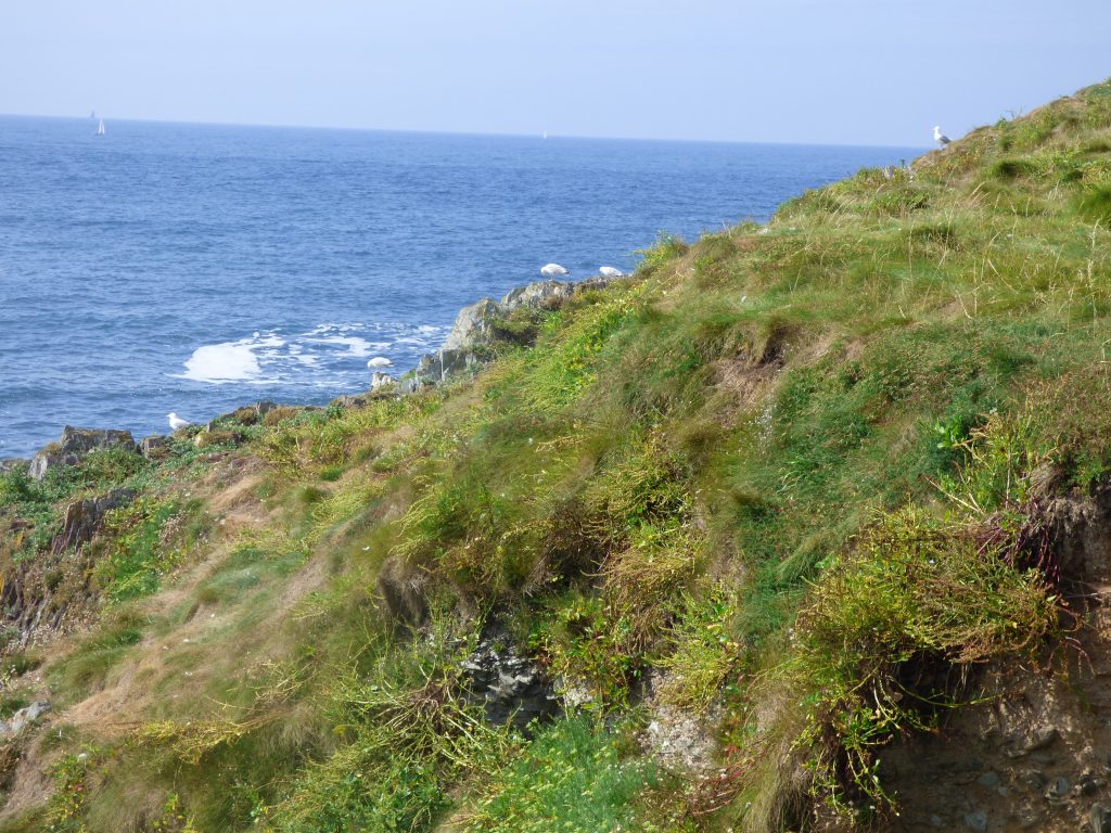 Herring gulls on the slopes