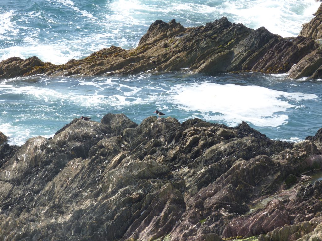 Oystercatchers on rocks