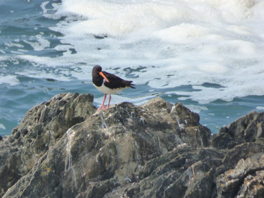 The red eye, orange beak and pink legs of the adult oystercatcher