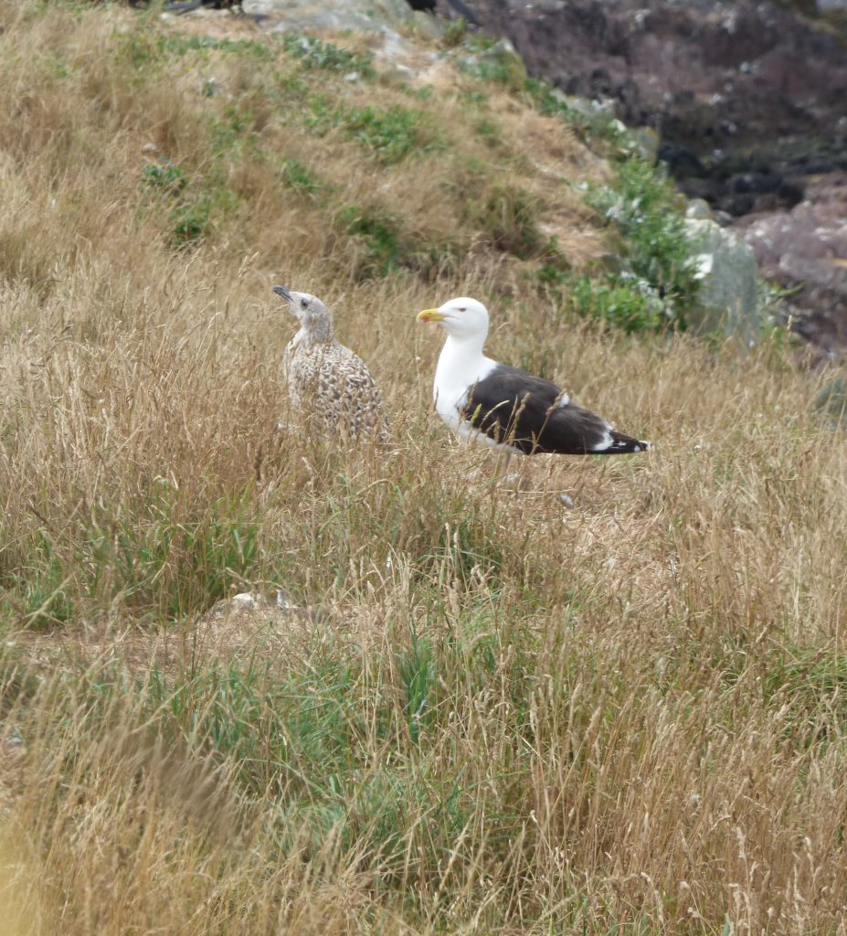 Parent and juvenile great black-backed gulls