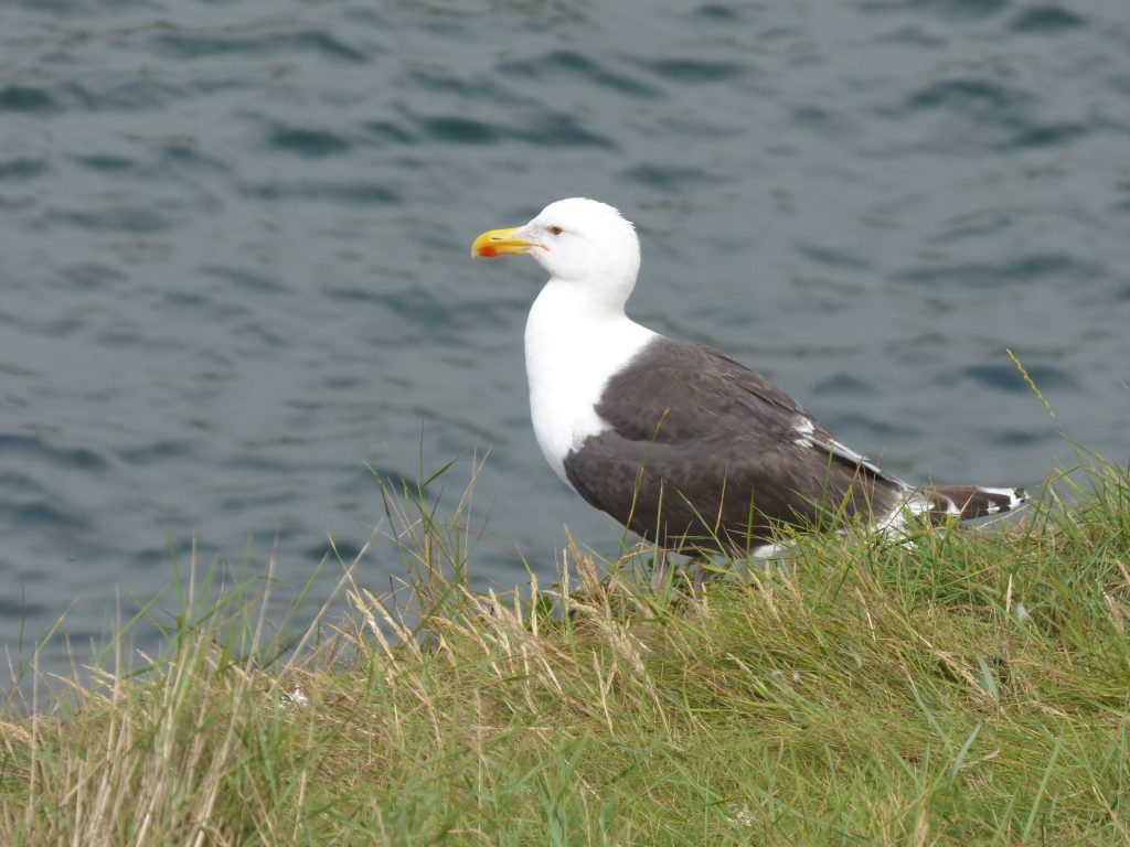 Great black-back adult