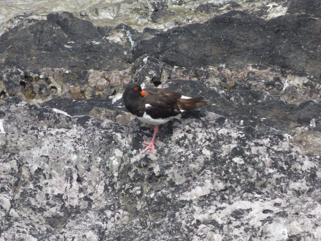 Another oystercatcher on the rocks