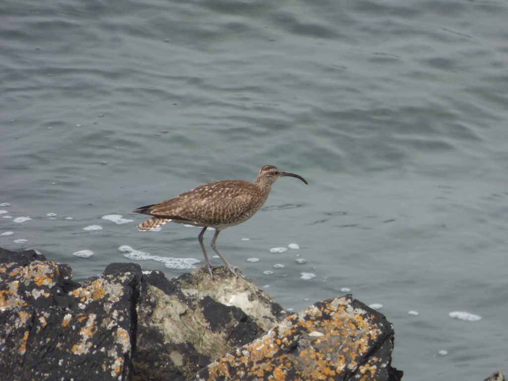 Whimbrel