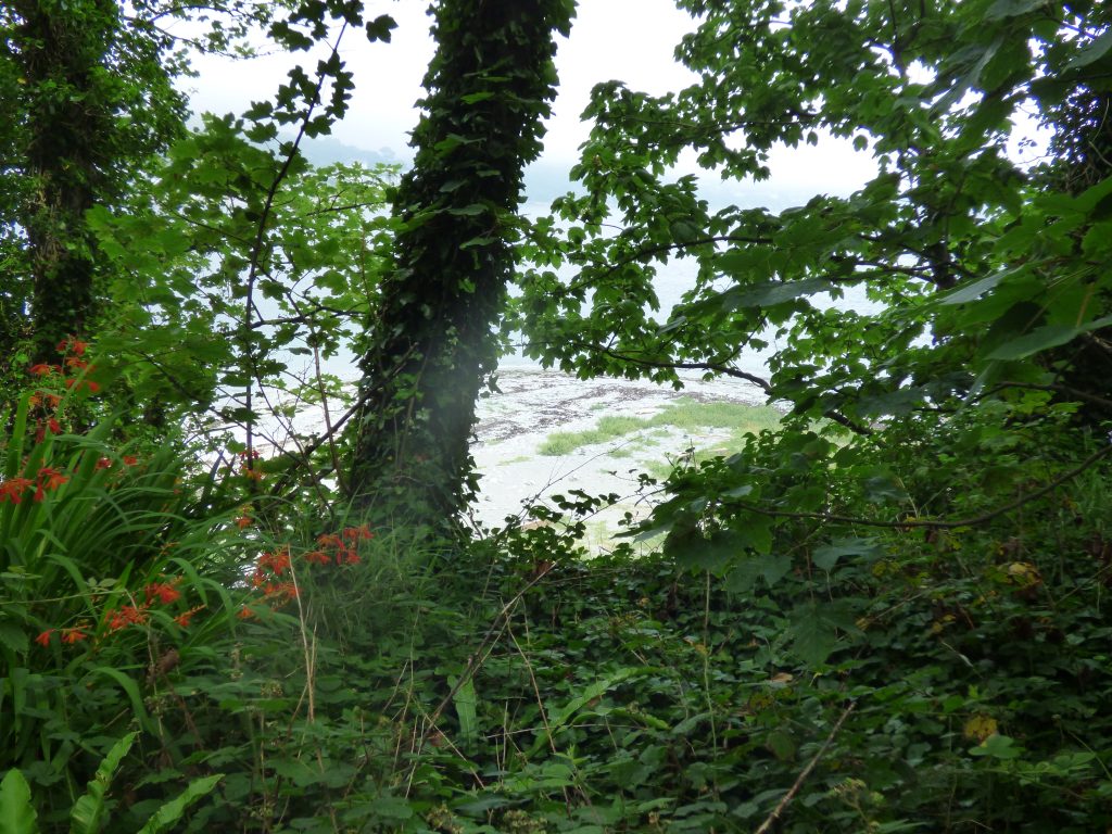 Beach view through the trees