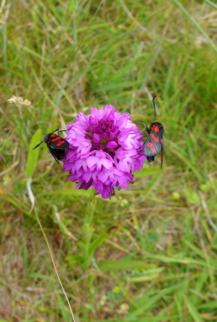 Burnet moths thrive in meadows, their caterpillars feeding on clovers and vetches and pupating on grass stems