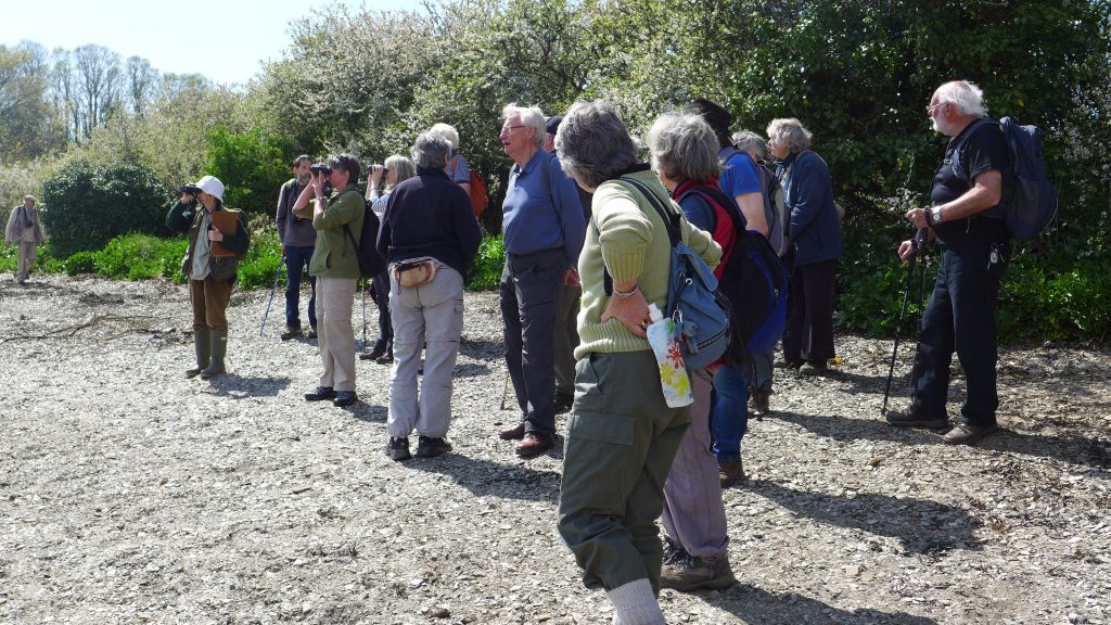 Launceston Area Parish Wildlife Group on the shore of the estuary in April