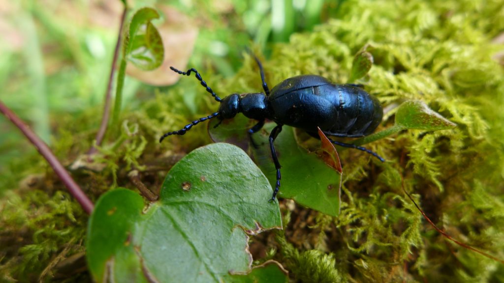 Violet oil beetle