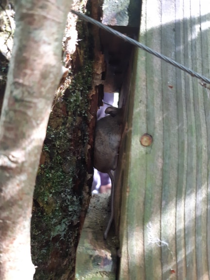 Caught on camera – a Wood Mouse using a dormouse box. Photo © Natasha Underwood