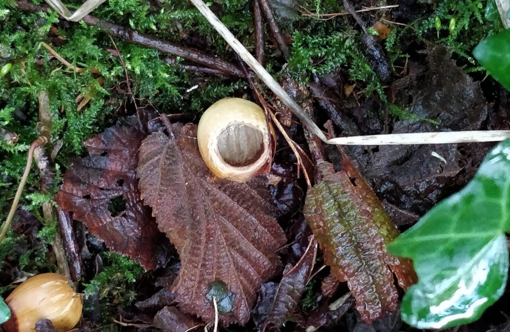 Dormouse-nibbled nut © Jen Bousfield
