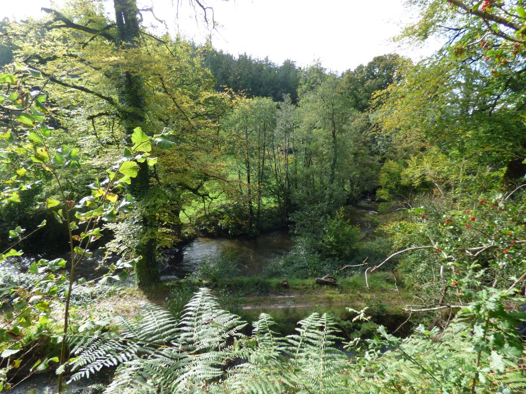 Armstrong's Wood view to River Inny