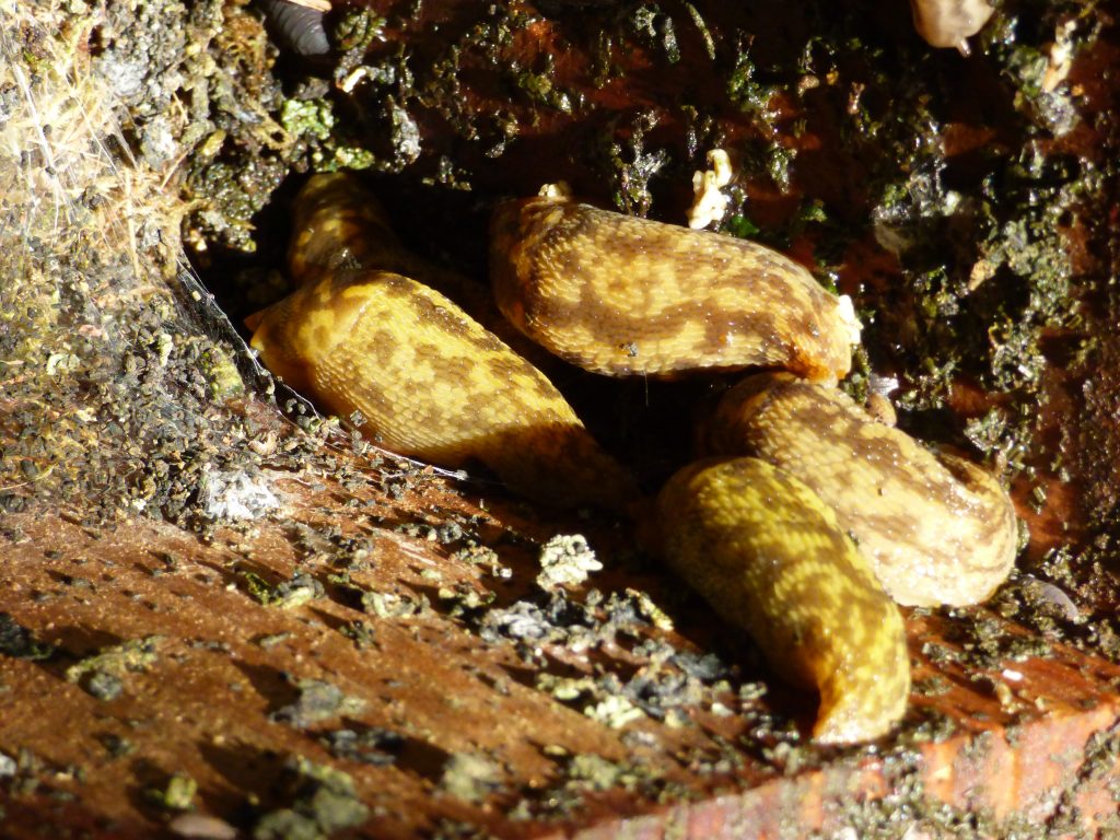 Cellar slugs Limacus sp. enjoying the shelter of a dormouse box