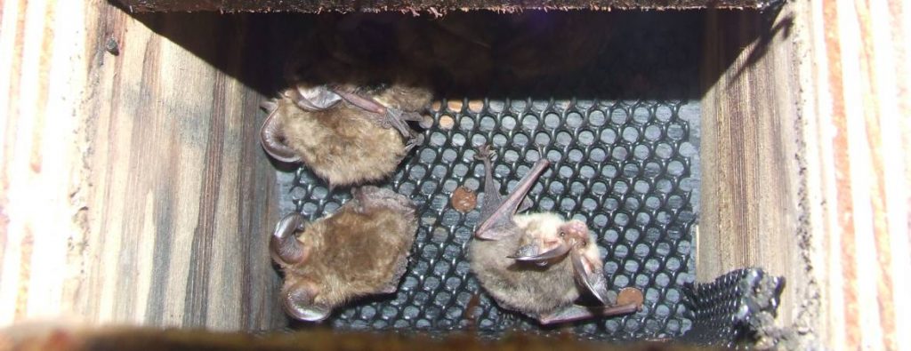 Brown long-eared bats in wooden box 2007