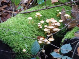 Fungi and moss on a log.
