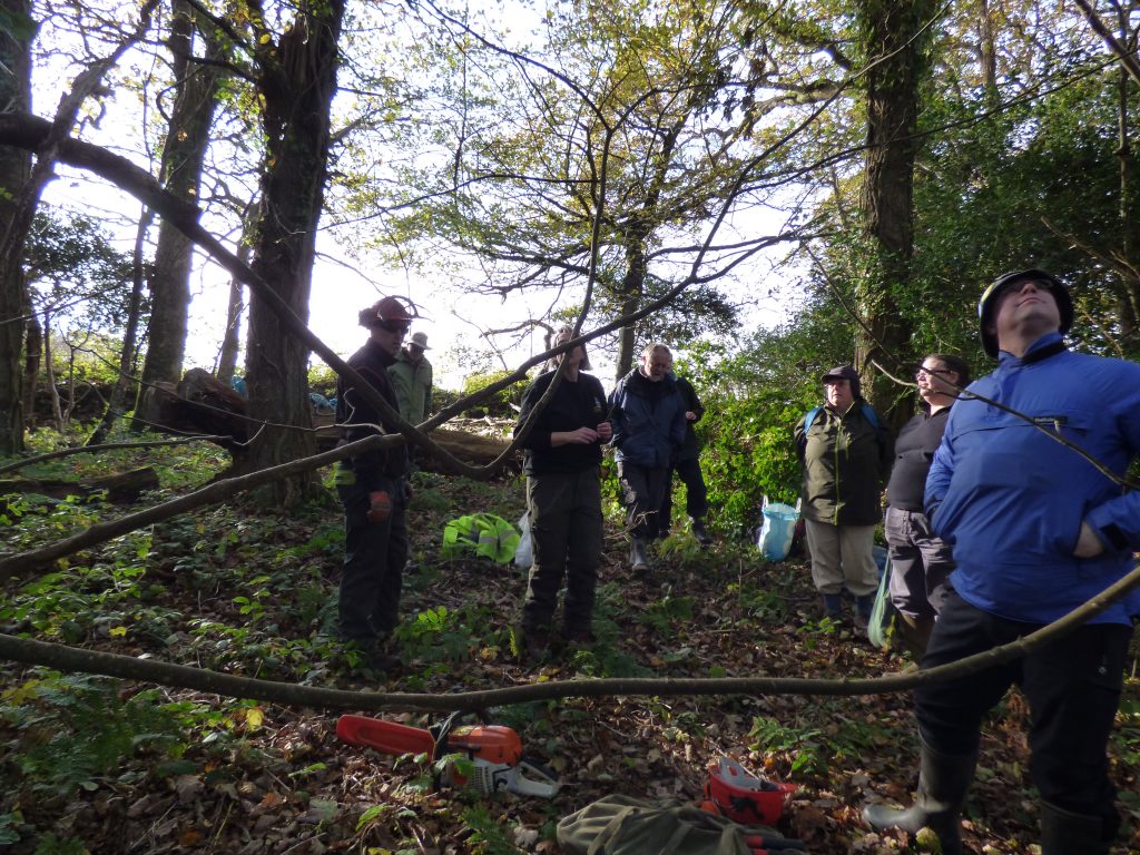 Planning the coppicing