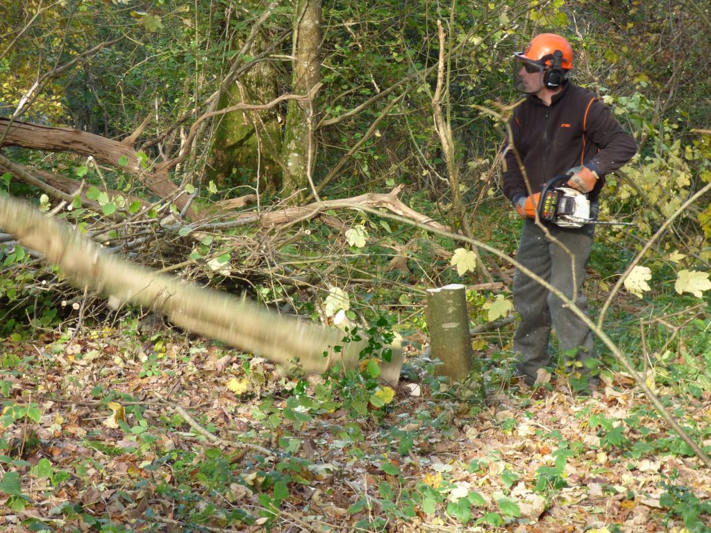Chainsawing for coppicing