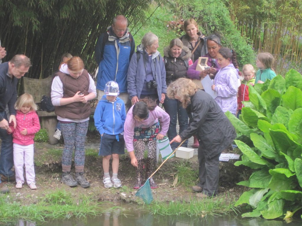 The author leads a pond-dipping activity at Trebah during Cornwall Wildlife Trust's Discovery Day, 2015 © Andy Millar