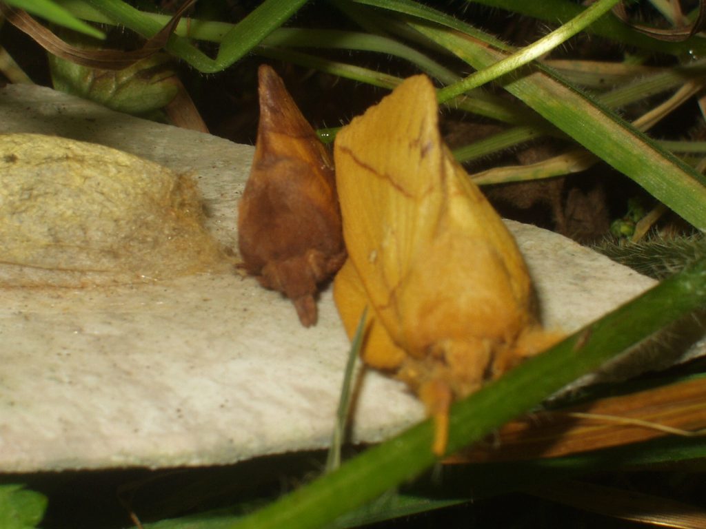 Male and female drinker moths