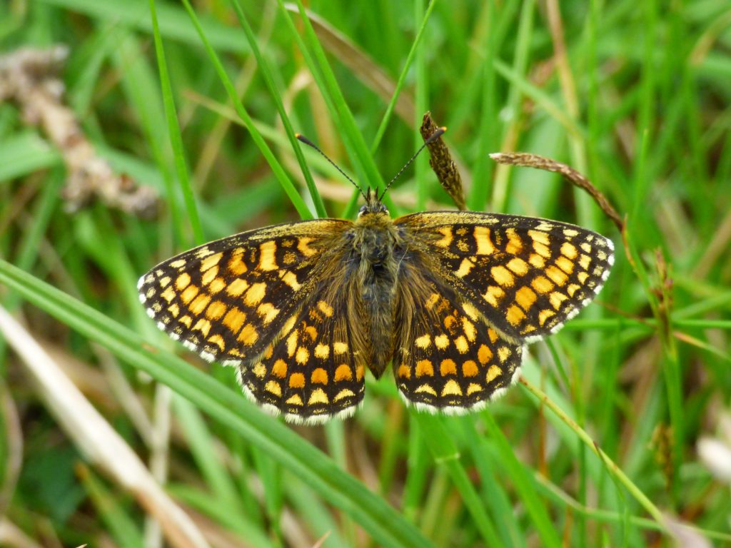 Heath Fritillary butterfly