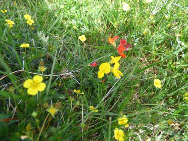 Tormentil (left and right) and birdsfoot trefoil (centre) are found in the meadows of south-east Cornwall