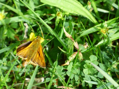 Skipper butterflies thrive in the long grass of flower-rich meadows