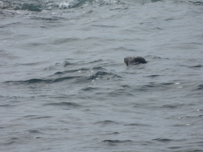 Another seal