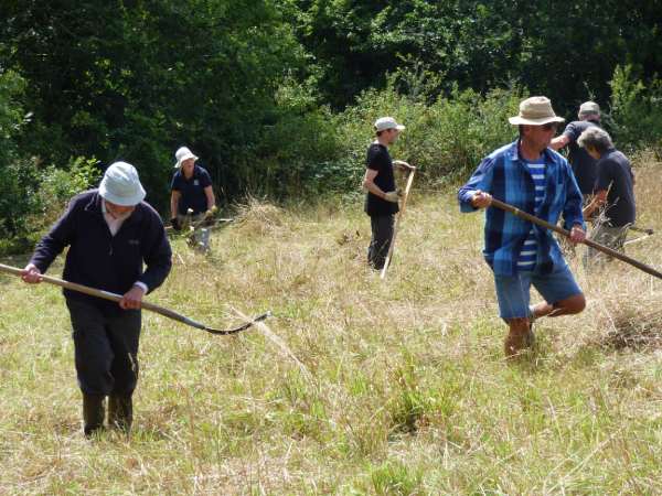 Scything in action in the sunshine
