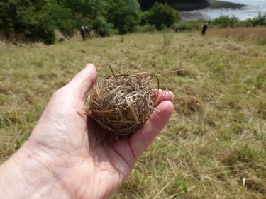 I found an old harvest mouse nest in the cut grass. Europe's smallest rodent, the harvest mouse is a very special hayfield inhabitant