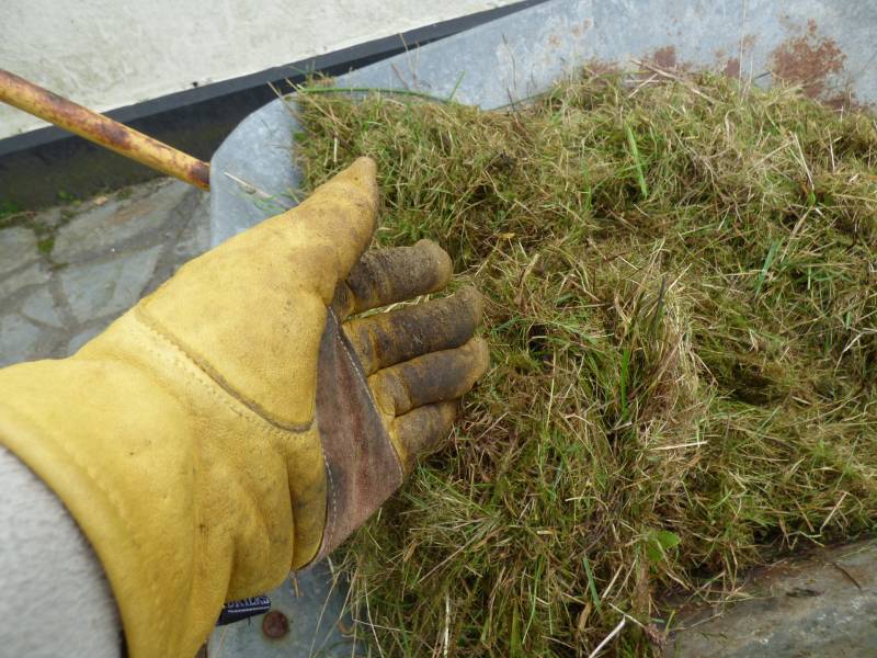 Cut grass in wheelbarrow