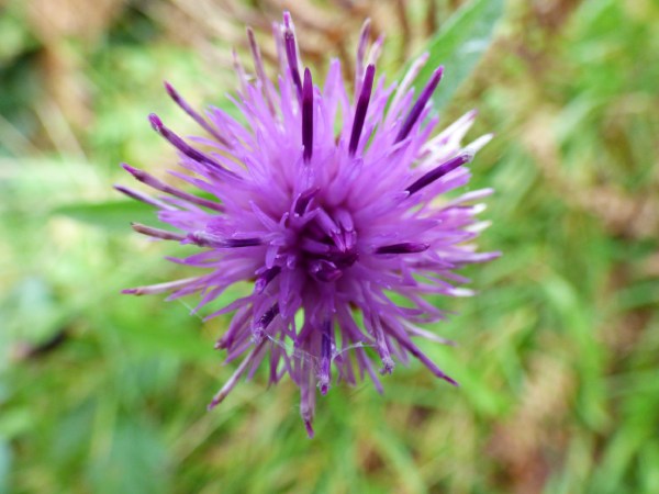 Thistle-shaped flowers like this attract bumblebees to meadows