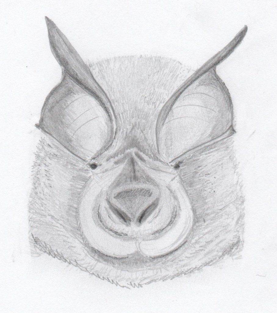The face of a lesser horseshoe bat