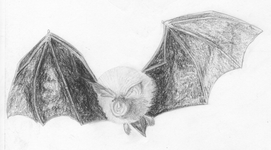 Drawing of a lesser horseshoe bat in flight