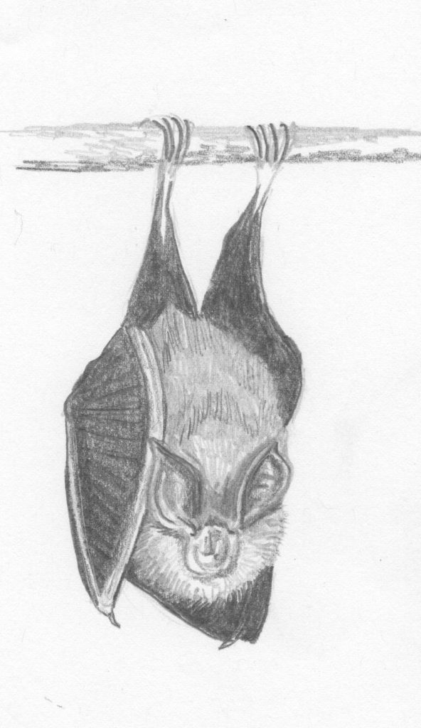 Lesser horseshoe bat hanging from a branch