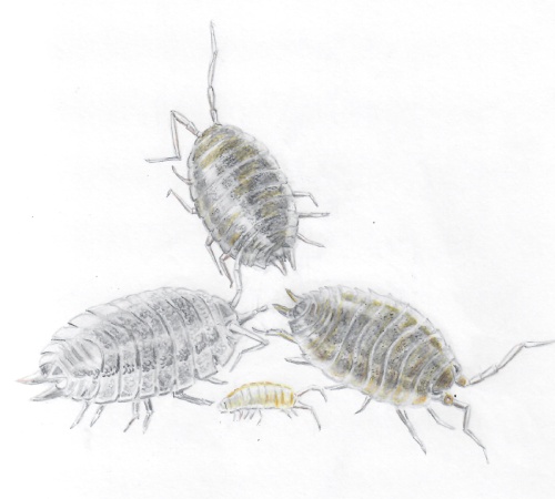 Drawing of three adult woodlice and a baby by Rowena Millar