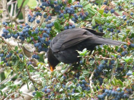 Blackbird & berries