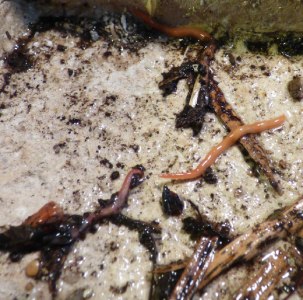 An Australian flatworm approaches