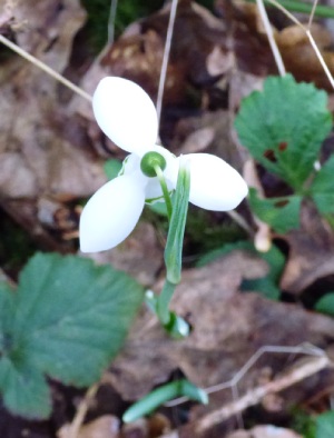 Snowdrop seen from above