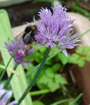 Bumblebee on chive