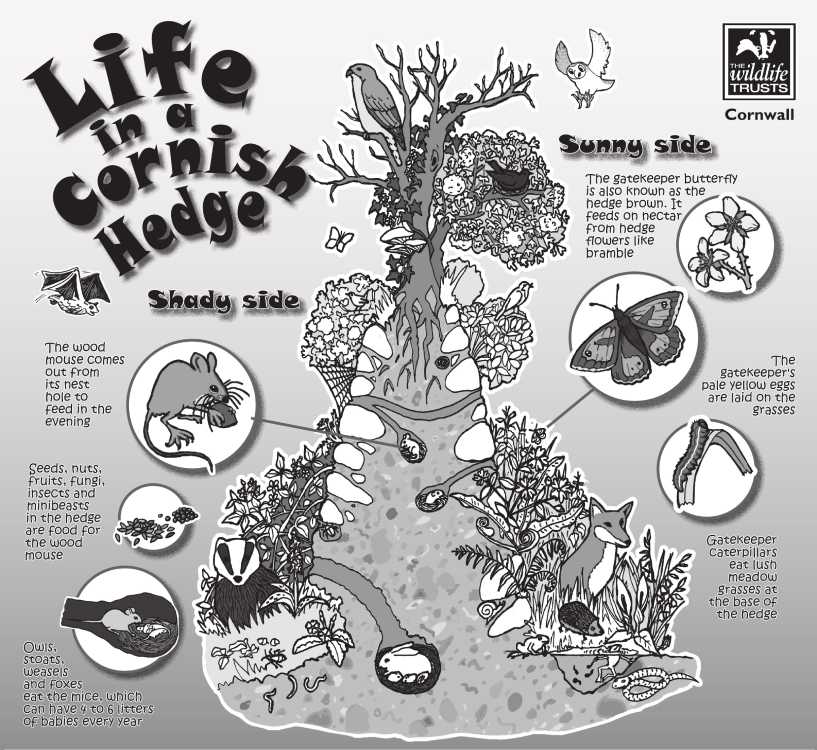 Cornish hedge diagram courtesy of Cornwall Wildlife Trust. By Rowena Millar and Sarah McCartney