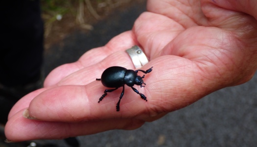Bloody-nosed beetle on a hand