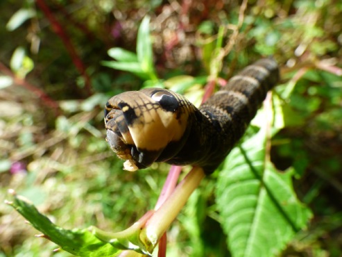 Elephant hawkmoth caterpillar
