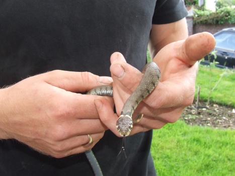 Grass snake in the hand
