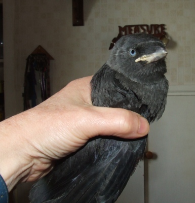 Jackdaw that had come down the chimney
