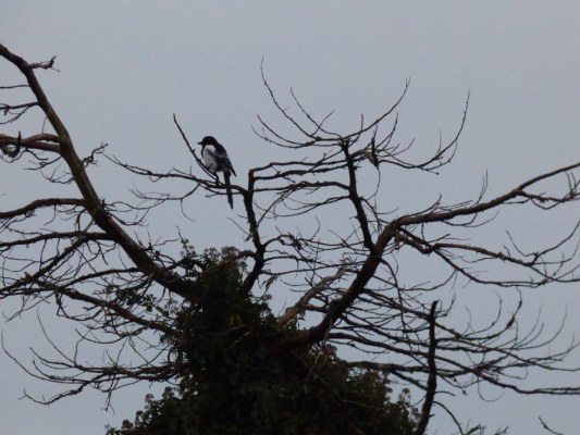 Magpie in tree