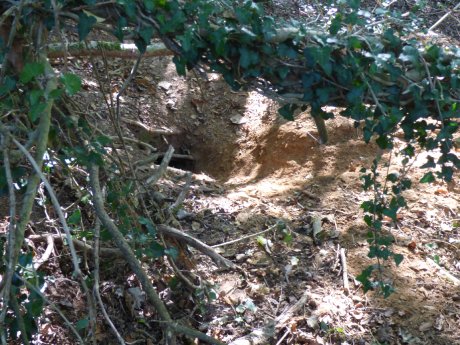 Badger sett entrance