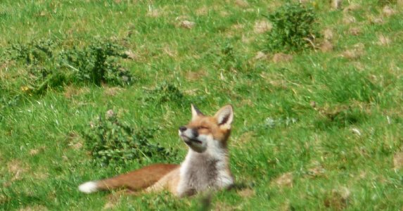 Fox in the sun