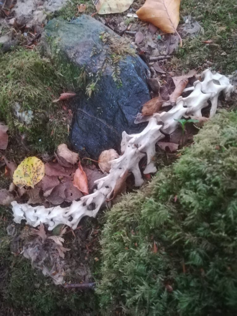 Spine found in the woods