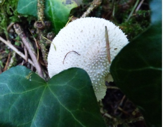 Common Puffball